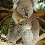 koala en bosque