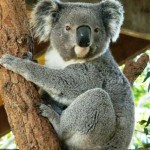 koala cautiverio
