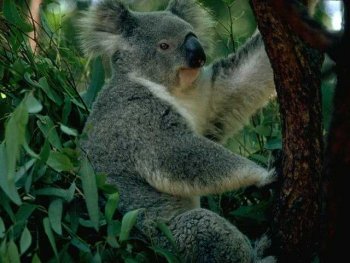 koala eucalipto