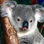 cara koala