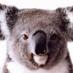koala de frente