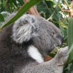 koala alimentandose