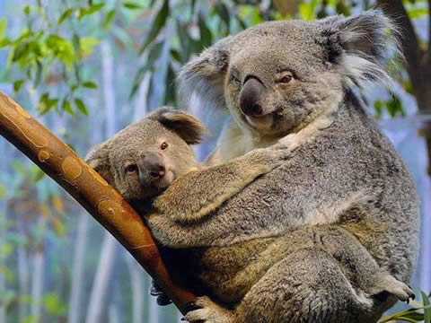 reproduccion koala