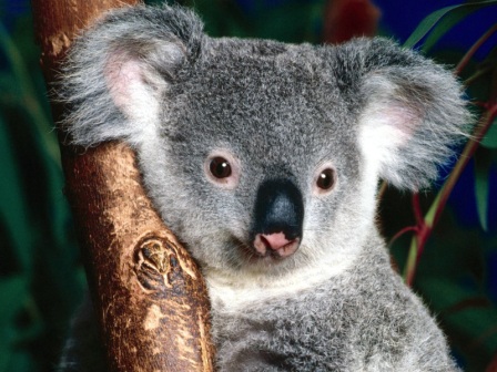 Imágenes de Koalas » KOALAPEDIA