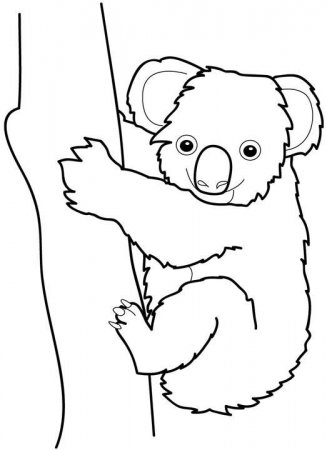 Dibujos de koalas » KOALAPEDIA